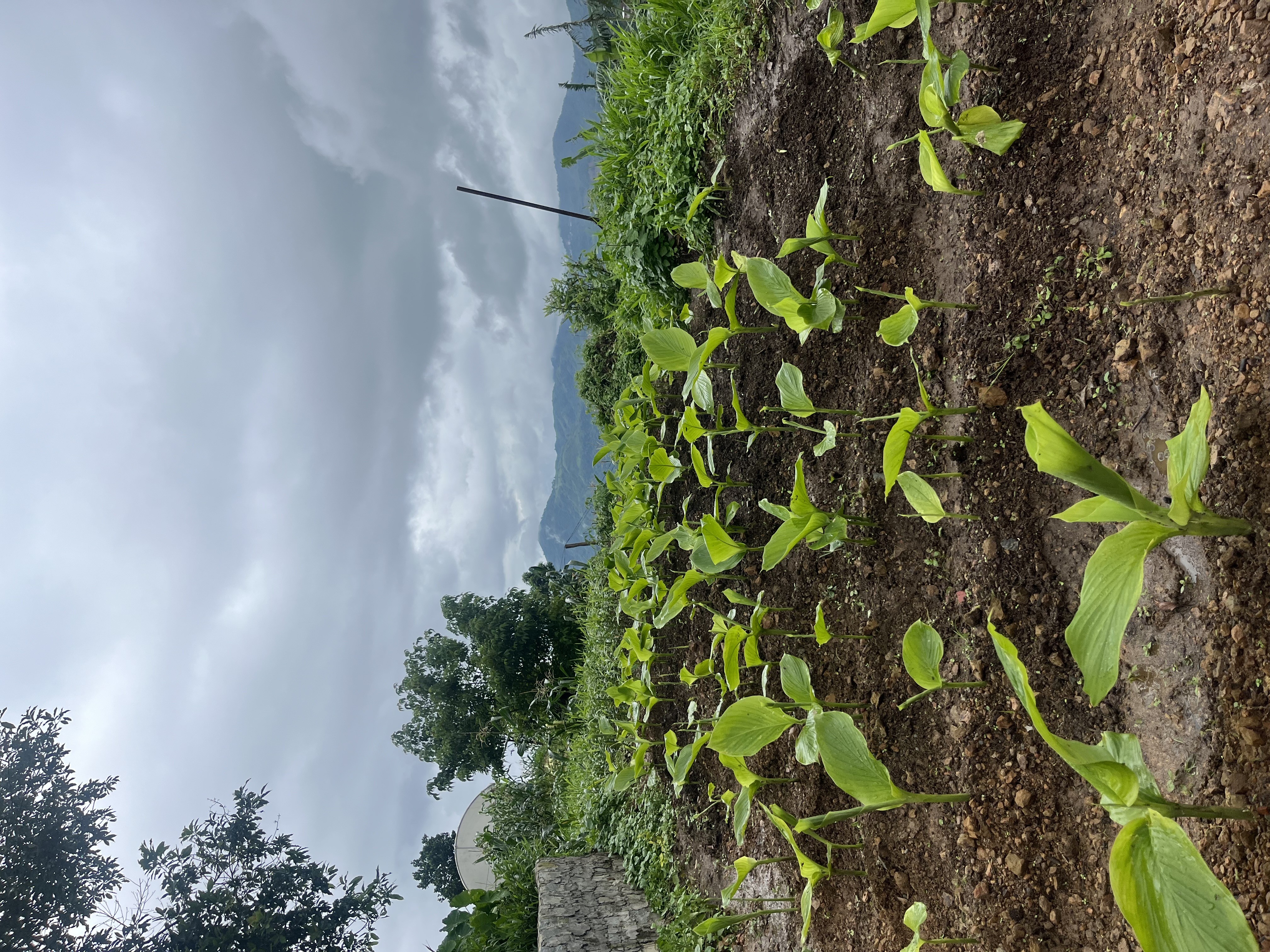 Lakadong plantation